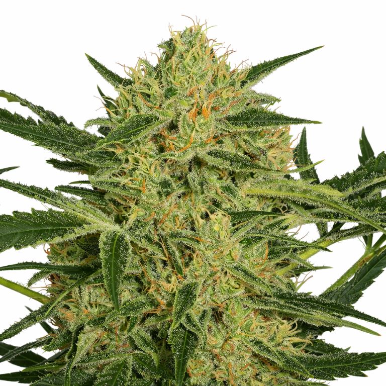 Hawaiian Dream CBD cannabis seeds