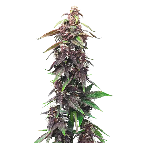 Hawaiian Purple Kush cannabis seeds