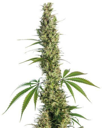 Haze XL cannabis seeds