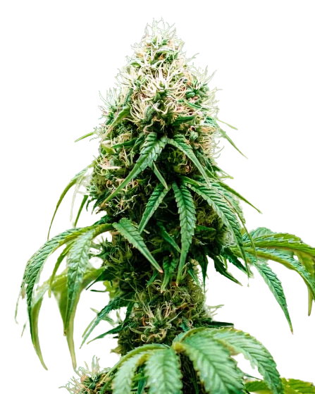 Head Cheese cannabis seeds