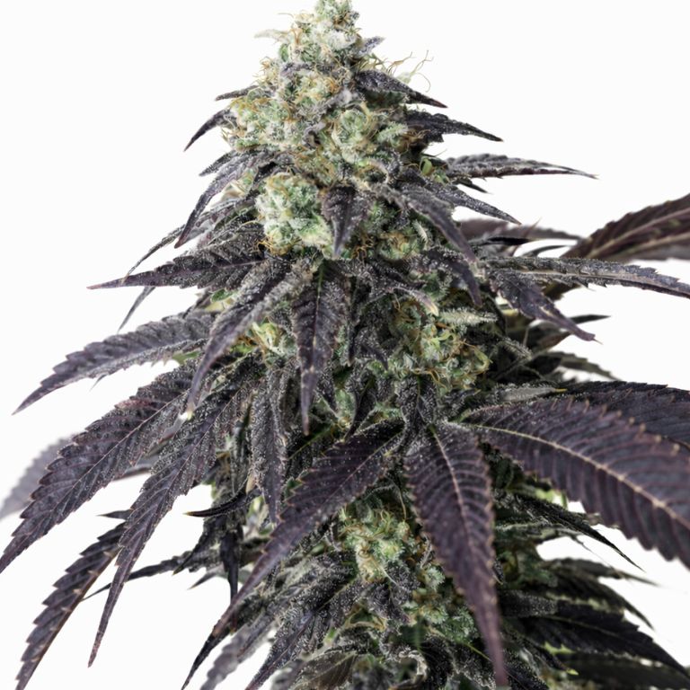 Headband cannabis seeds
