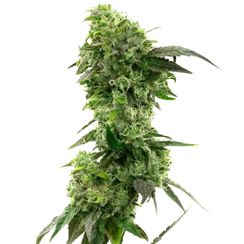 Hektol cannabis seeds