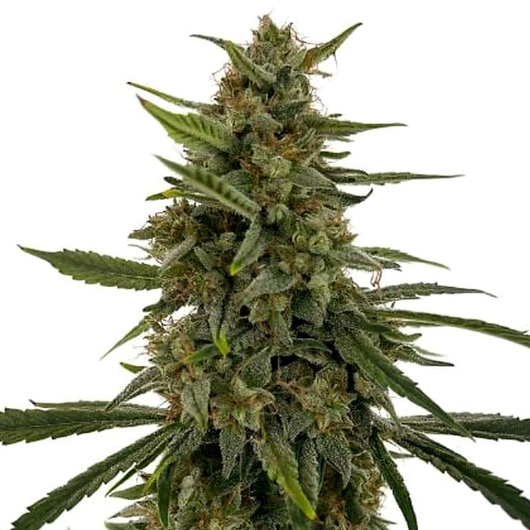 Hell's OG cannabis seeds