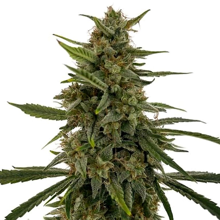 Hells OG Haze cannabis seeds