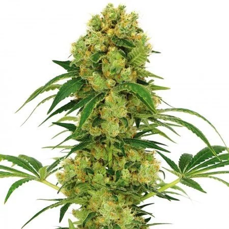 Hempstar cannabis seeds
