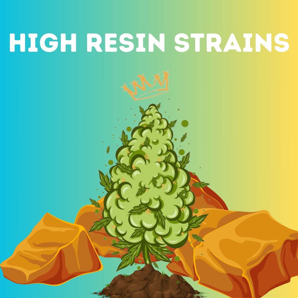 High Resin Pack cannabis seeds