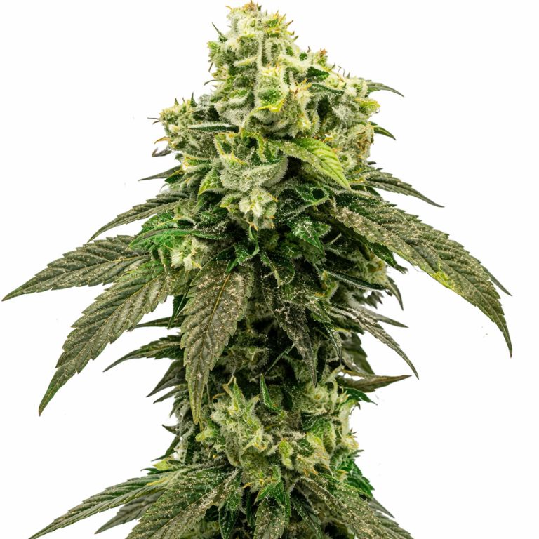Hindu Kush cannabis seeds