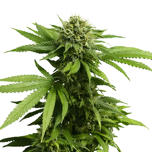 Hindu Skunk cannabis seeds