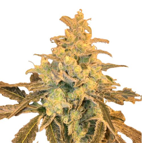 Honey Bananas cannabis seeds