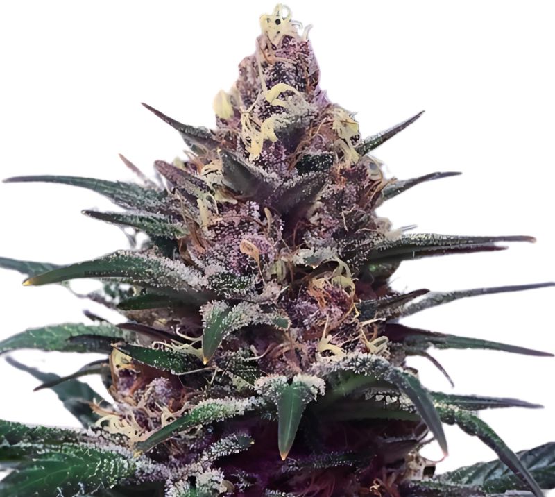 Honey Boo Boo cannabis seeds