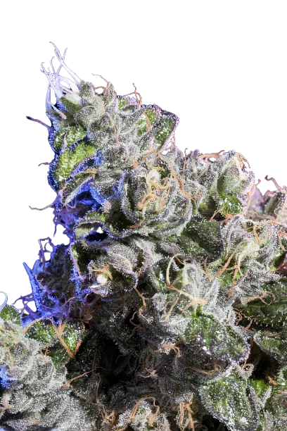 Huckleberry cannabis seeds