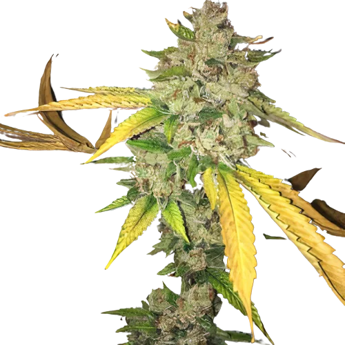 I-95 cannabis seeds
