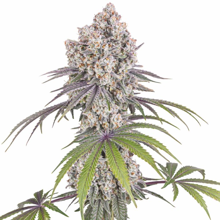 Ice Cream Cake cannabis seeds