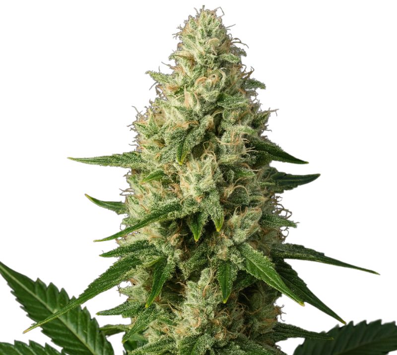 Ice Cream cannabis seeds