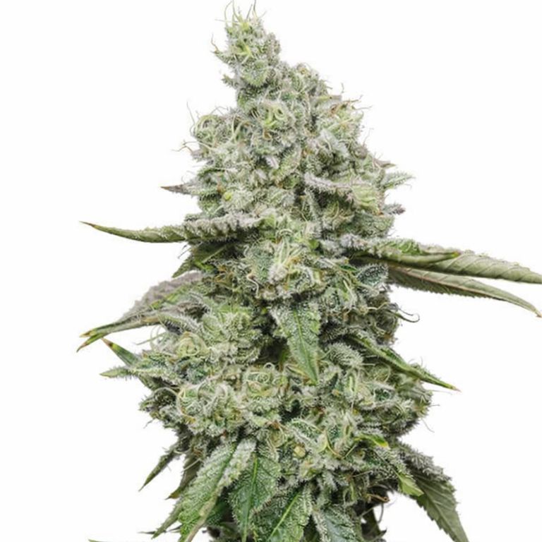 Ice cannabis seeds