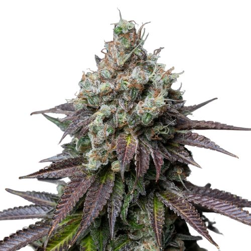 Incredible Bulk cannabis seeds
