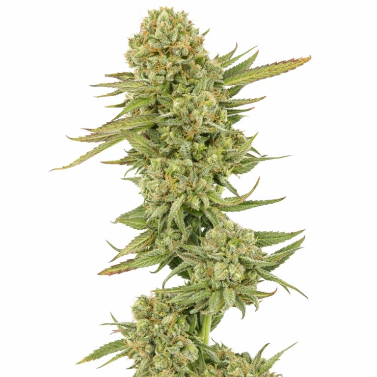 Ingrid cannabis seeds