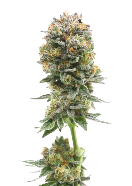 Iron Triangle cannabis seeds
