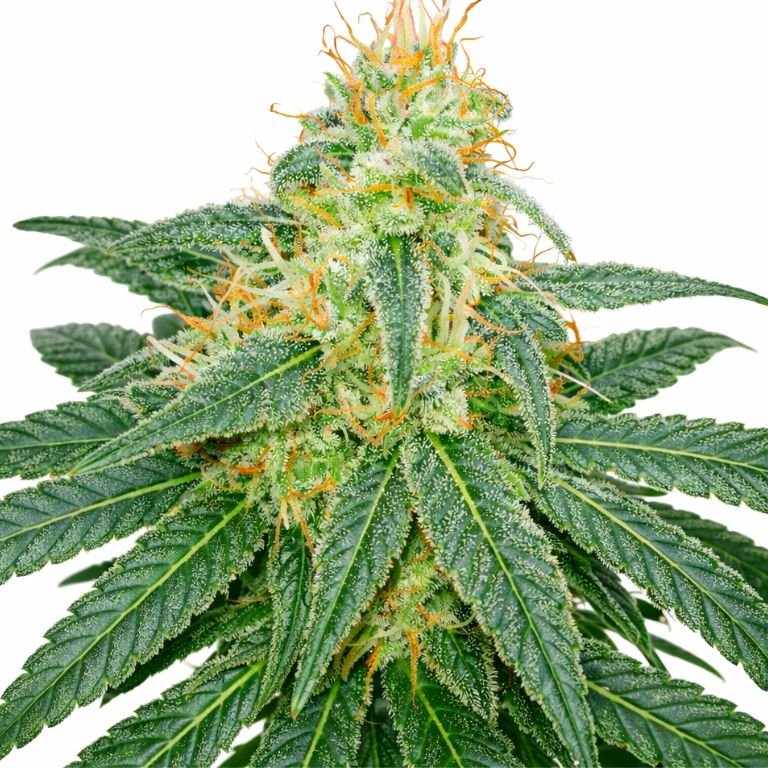 Island Sweet Skunk cannabis seeds