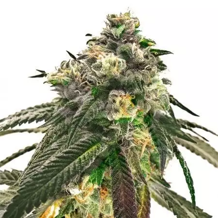 J1 cannabis seeds