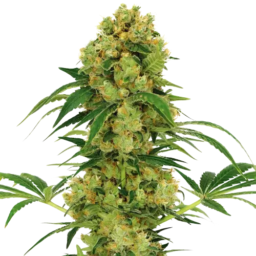 Jack Skellington cannabis seeds