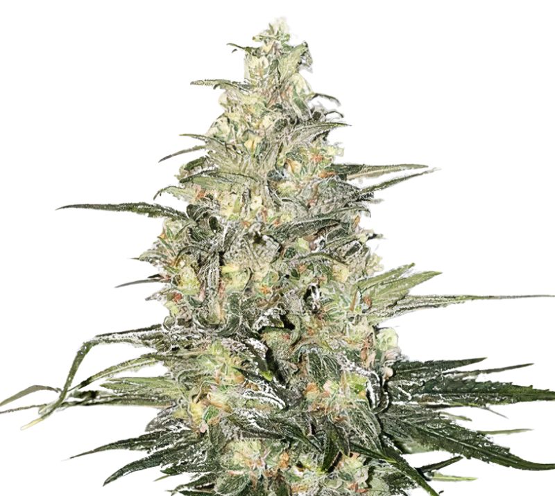 Jager cannabis seeds