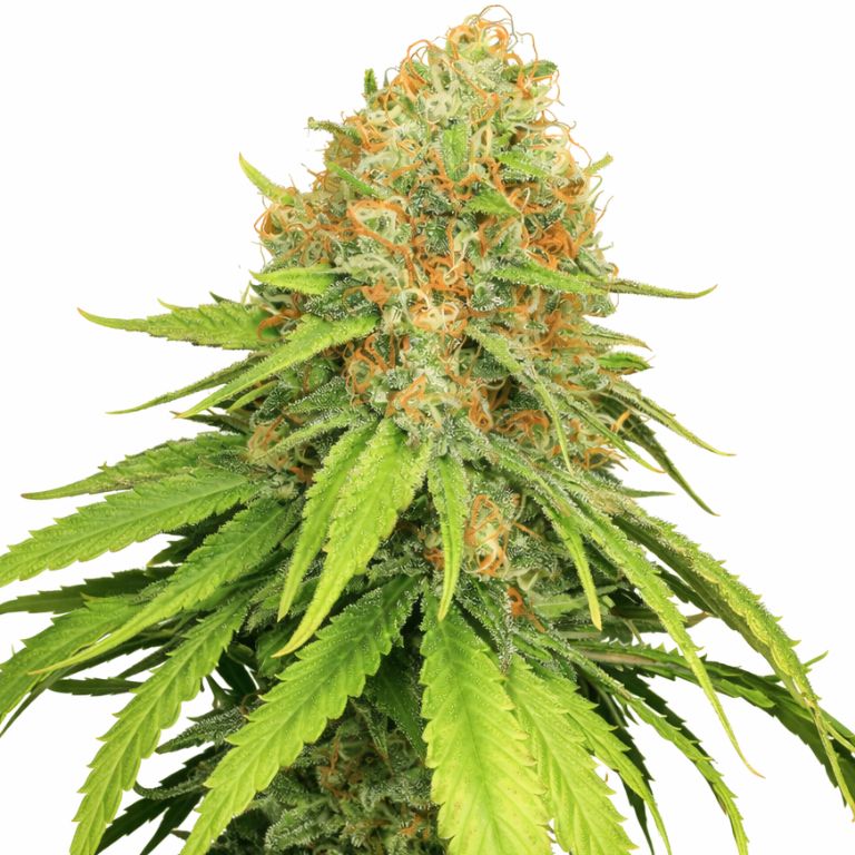 Jamaican Dream cannabis seeds