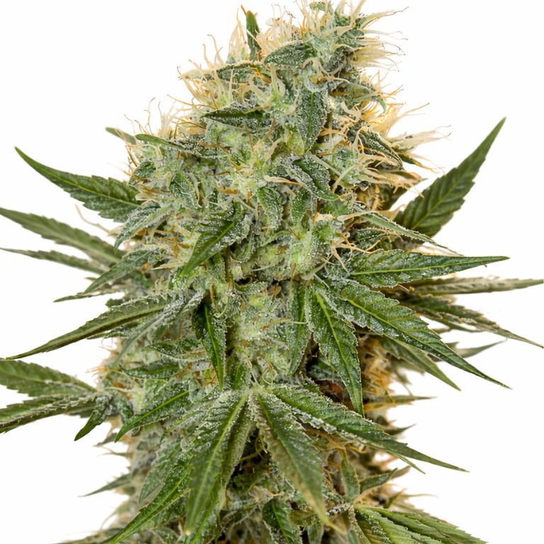 Jean Guy cannabis seeds