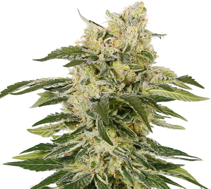 Jedi Kush cannabis seeds