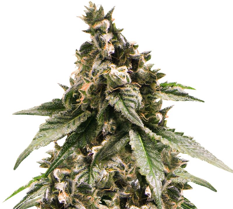 Jesus OG cannabis seeds