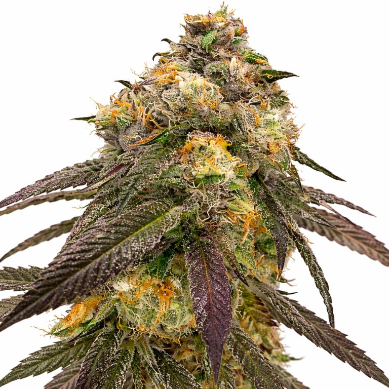 JGR cannabis seeds