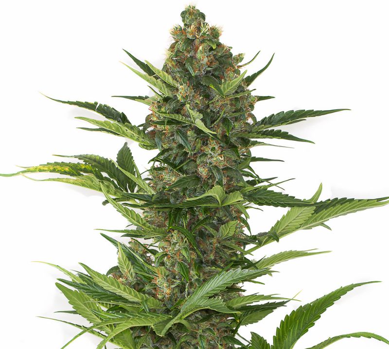Josh D OG cannabis seeds