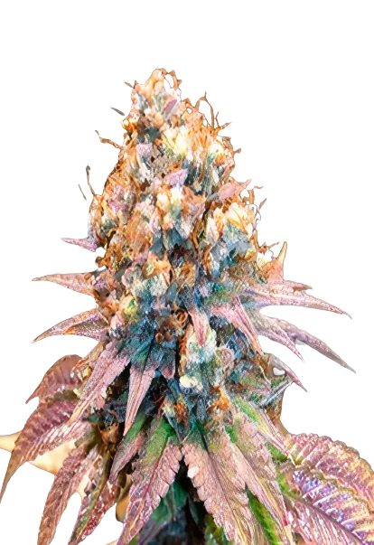 Jungle Juice cannabis seeds
