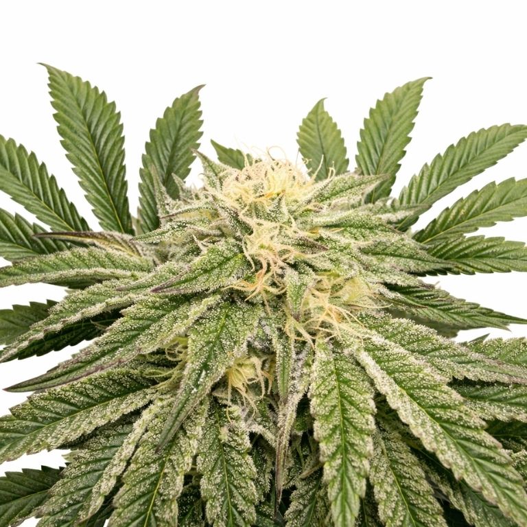 Jungle Lava cannabis seeds