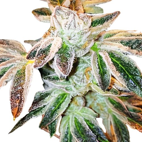 Jupiter OG cannabis seeds