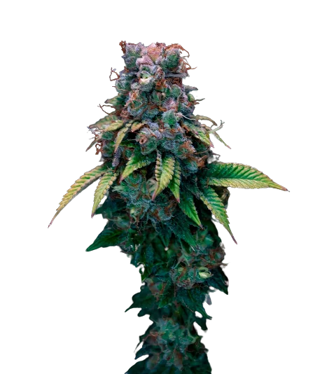 Kali Dog cannabis seeds
