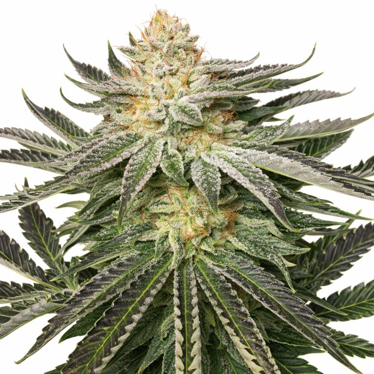 Kali Mist cannabis seeds