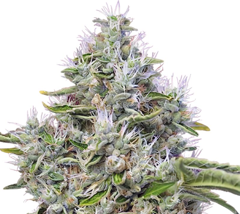 Kandahar cannabis seeds