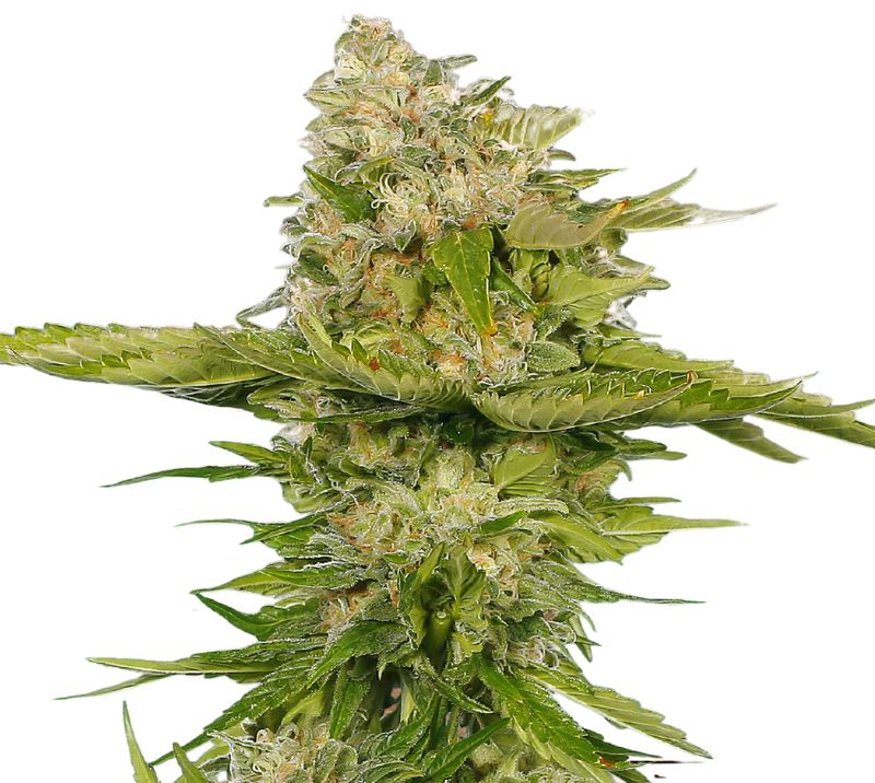 Kandy Kush cannabis seeds