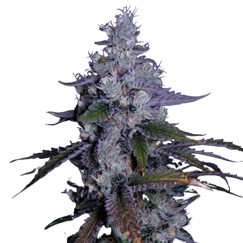 Katsu Kush cannabis seeds