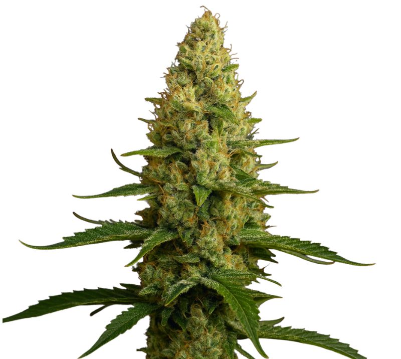 KC 33 cannabis seeds