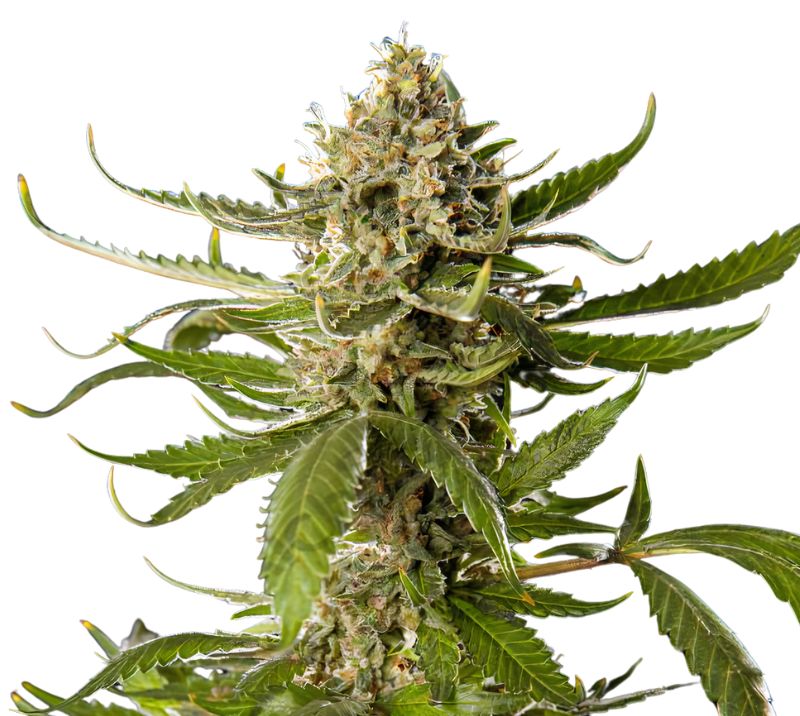 Khufu cannabis seeds