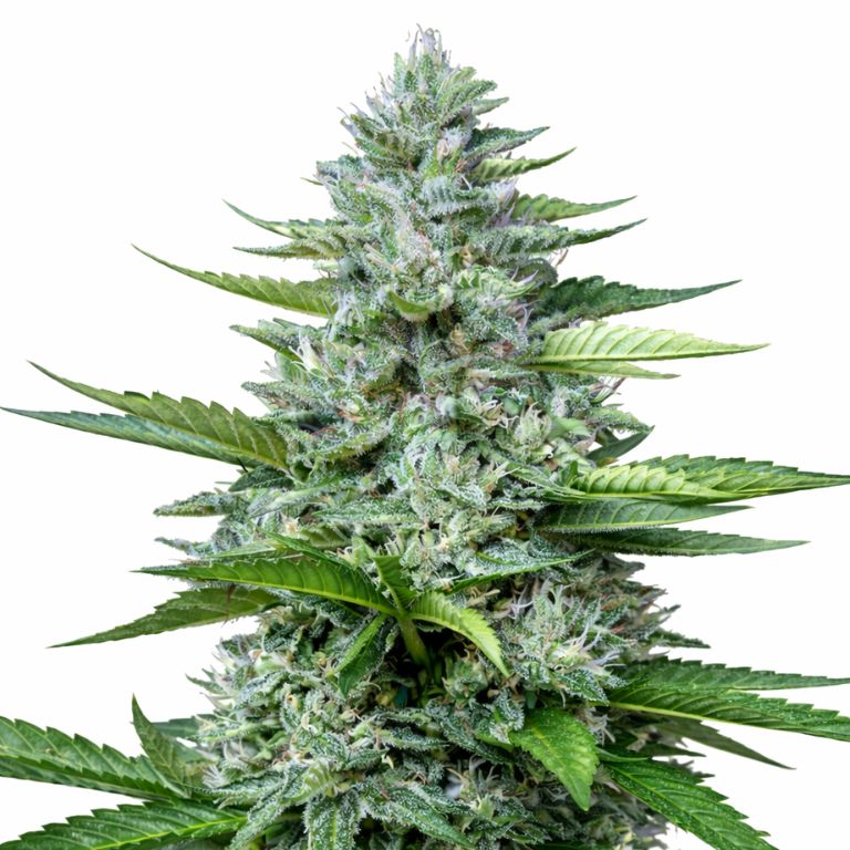 Killer cannabis seeds