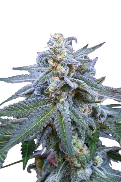 Killer Grape cannabis seeds
