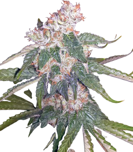 Killer Queen cannabis seeds