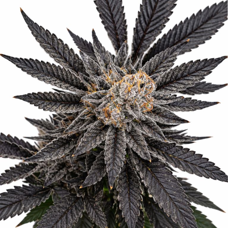 Kimbo Kush cannabis seeds
