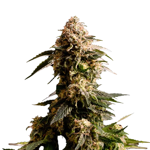 Kiss cannabis seeds