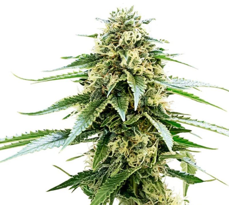 Kiwiskunk cannabis seeds