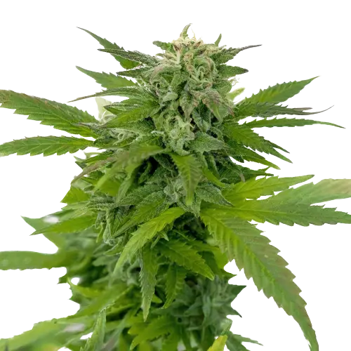 Kong cannabis seeds