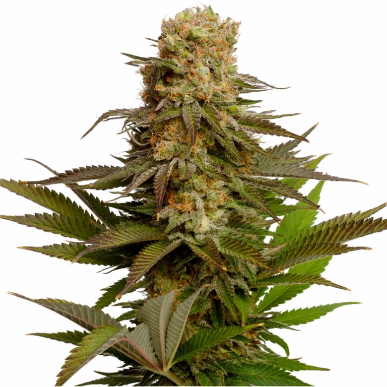 Kosher Kush cannabis seeds